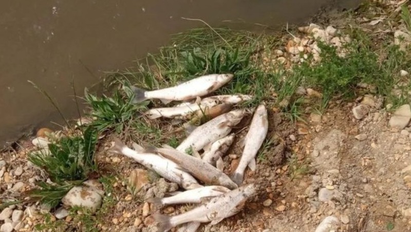 Глава Минвод: Мёртвых рыб в реке Куме принесло течением из соседних территорий