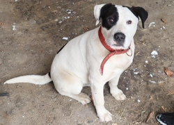 Специалисты нашли хозяина собаки, покусавшей женщину в Анджиевском