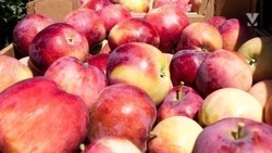 Завод по производству пластмассовой тары длительного хранения яблок появится в Минводах