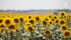 Аграрии Минераловодского округа завершили сбор урожая подсолнечника