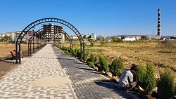 Кусты можжевельника высаживают в Минводах на улице Советской