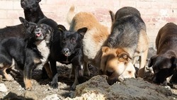 Глава округа прокомментировал сообщения об отравленных собаках в Минводах