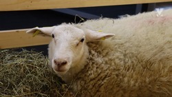 2,4 тыс. тонн овечьей шерсти настригли на Ставрополье