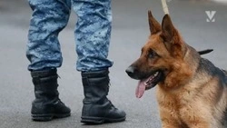 Вновь поступили анонимные сообщения о минировании школ в Минераловодском округе