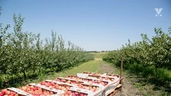 Сразу восемь инвестпроектов реализуют в сельском хозяйстве на Ставрополье