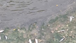 Специалисты минприроды Ставрополья установят источник загрязнения реки Кума