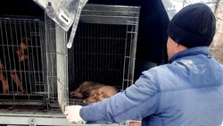 Меры по отлову безнадзорных собак усиливают в Минеральных Водах