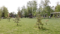 Более 30 молодых деревьев высадили в посёлке Новотерском