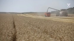 Аграрии намолотили 200 тыс. тонн зерна в Минераловодском округе