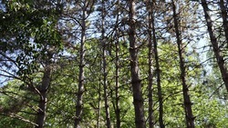 Проект восстановления лесополос появится на Ставрополье 