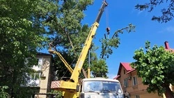 Опасные деревья спиливают по просьбам жителей в Минводах