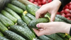 Росту количества собранного урожая на Ставрополье помогла государственная поддержка