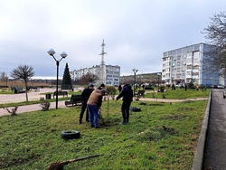 Более 60 молодых деревьев высадили в Минводах 10 декабря