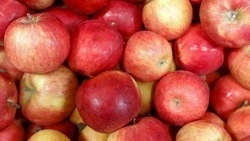 Более 30 тысяч тонн плодовой продукции собрали на Ставрополье
