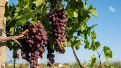 Три марки ставропольского вина вошли в первую винную карту России