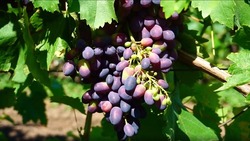Порядка 27 тысяч тонн винограда собрали в Ставропольском крае