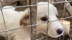 Минераловодцы жалуются на нападения бродячих собак 