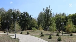 На центральных улицах Минеральных Вод высадят сотню молодых деревьев