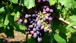 Аграрии Ставрополья приступили к сбору винограда