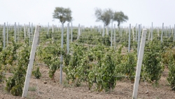 В Ставропольском крае на виноградарство выделят 53 миллиона рублей
