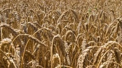Производители из Ставрополья представили свои продукты в Ташкенте