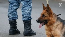 Угроза минирования школ в Минводах оказалась ложной