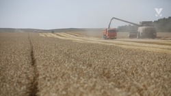 Аграрии намолотили 200 тыс. тонн зерна в Минераловодском округе