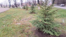 Молодые саженцы высадили в Минеральных Водах вместо сухих деревьев