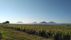 В Минеральных Водах увеличат сбор винограда в пять раз