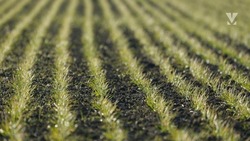 Аграрии Минвод пополнили запасы 100 тысячами тонн зерна нового урожая