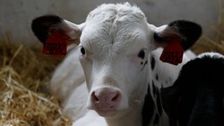 Производство говядины на Ставрополье выросло на 11%