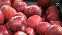 В Ставропольском крае урожай яблок в 1,5 раза превысил показатели 2021 года