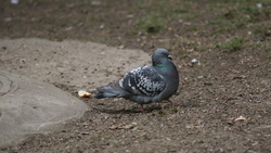 Голуби сорвали капремонт крыш на Ставрополье