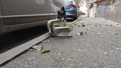 Ставропольцев предупредили о сильном ветре 4 ноября