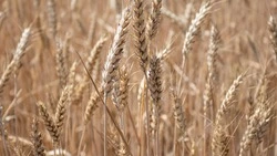 Экспорт продукции АПК Ставрополья вырос на 54% с начала года