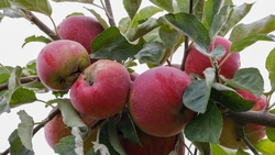 Ставропольские подсобные хозяйства собрали 90 тонн урожая фруктов