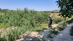 Более 100 кг дикорастущей конопли уничтожили в Минераловодском округе