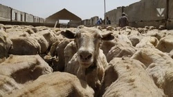 Ставропольская шерсть пользуется популярностью за границей