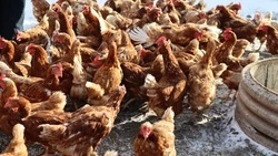 Открыть личное подсобное хозяйство удалось жителю Минвод благодаря соцконтракту 