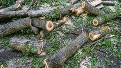 Прокуратура Ставрополья взыскала с подрядчика ущерб за срубленные деревья на КМВ 
