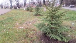 Молодые саженцы высадили в Минеральных Водах вместо сухих деревьев