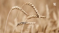 Аграрии Ставропольского края начали жатву