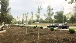 В Минводах на самой длинной пешеходной зоне края появится несколько тысяч растений