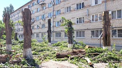 Аварийные деревья спиливают в Минводах по улице 50 лет Октября
