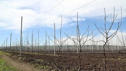 На Ставрополье начали закладывать сады на 382,9 га