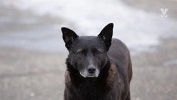 35 тыс. рублей заплатили укушенной собакой девочке в Минводах