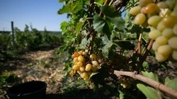 Новые виноградники заложат в Минераловодском округе