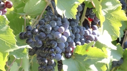 Ставропольские виноградари получат субсидии на 104 миллиона рублей