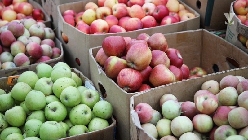 Более 2 тыс. тонн яблок собрали в Минераловодском округе