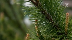 Юные минераловодцы поучаствовали в Всероссийском уроке и олимпиаде по экологии